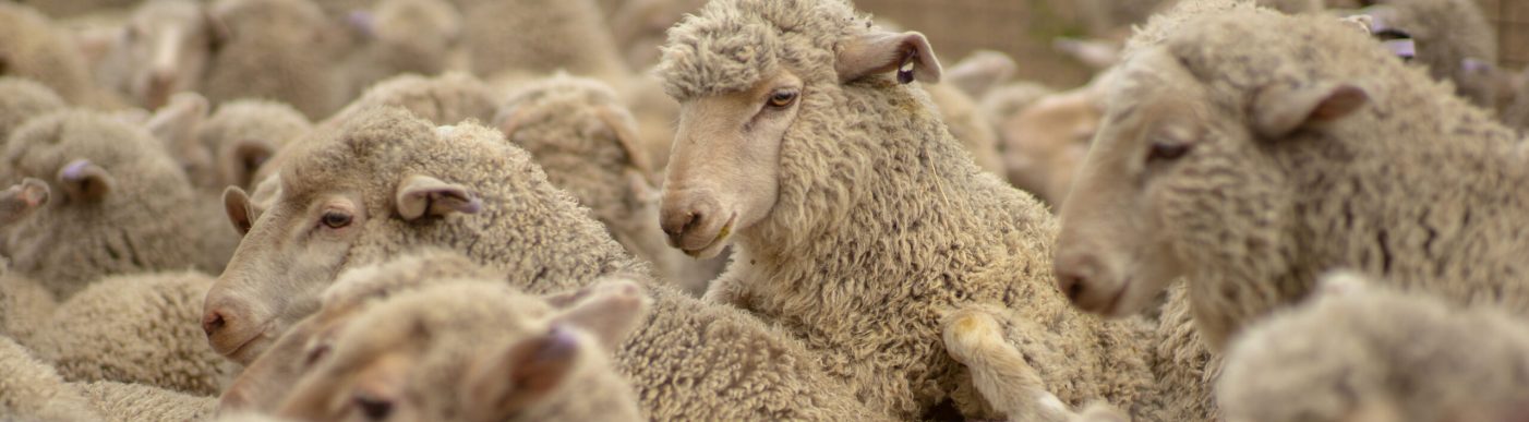Sheep in pen closeup