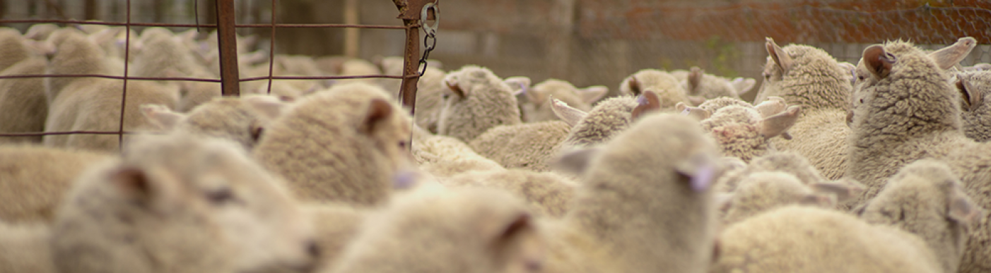 Mob of sheep moving in dusty yard