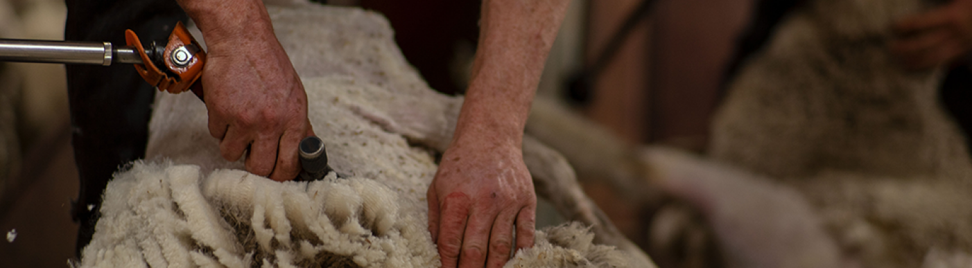Sheep being shorn for wool