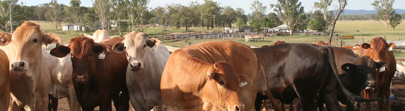 Queensland cattle in yard