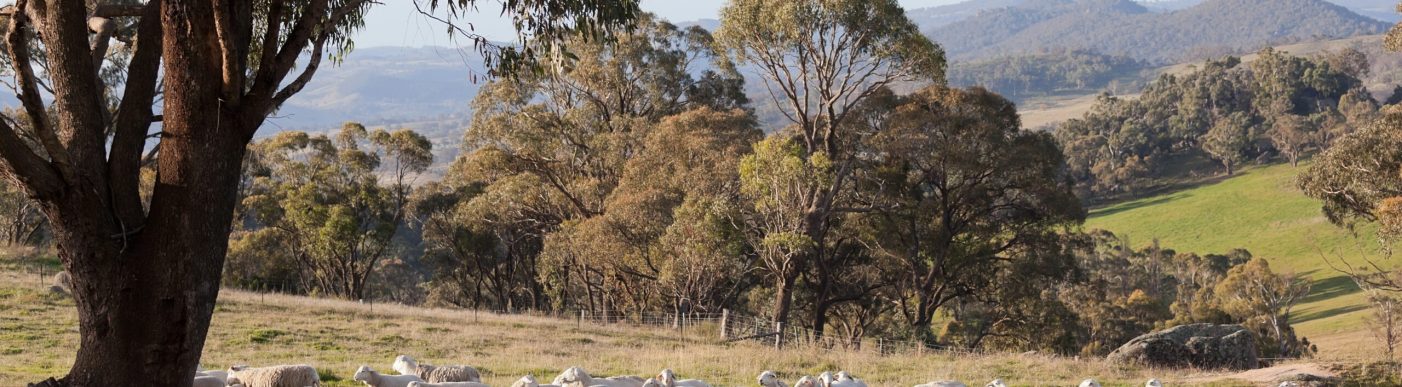 Sheep,Grazing.,Tablelands,Near,Oberon.,New,South,Wales.,Australia.