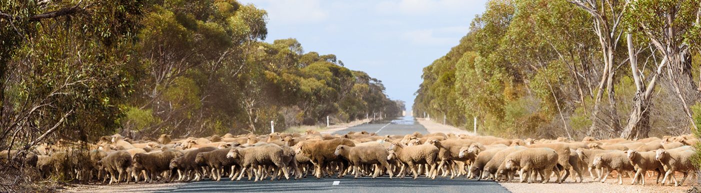 Sheep mob crossing a main road