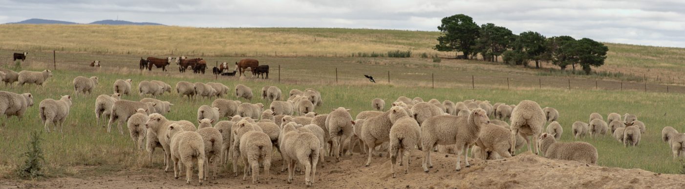 Nutrien Ag Solutions farm with sheep in a field grazing.