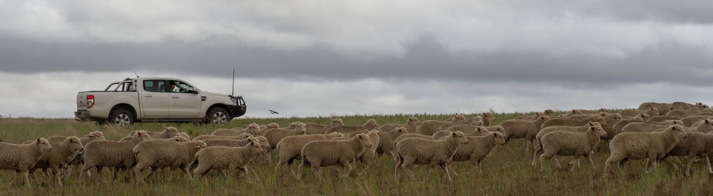 Nutrien Ag Solutions farm with sheep in a field grazing.