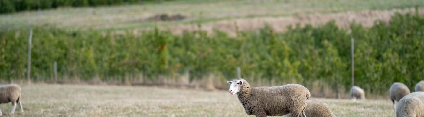 Merino,Sheep,,Grazing,And,Eating,Grass,In,New,Zealand,And