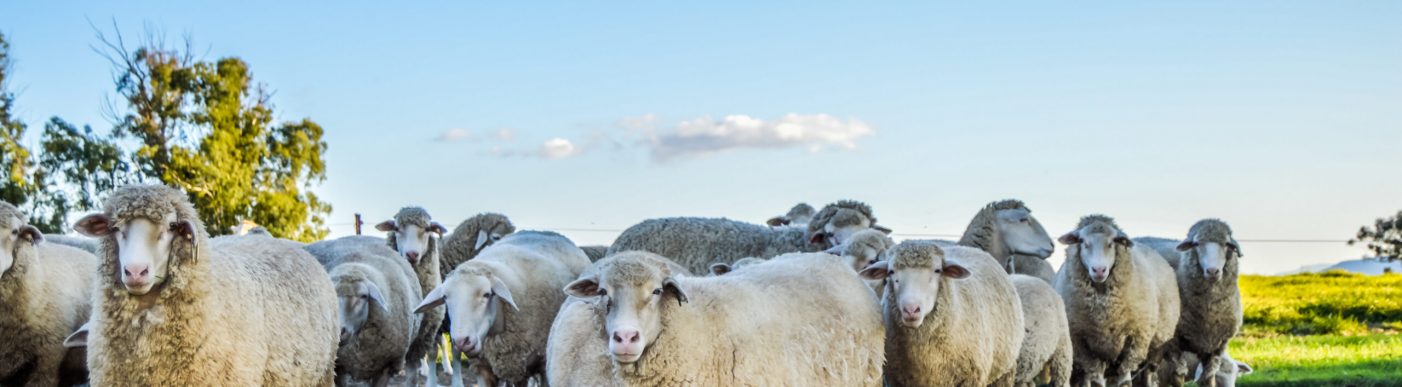 Big,Herd,Of,Merino,Sheep,Grazing,In,Green,Pastures,In