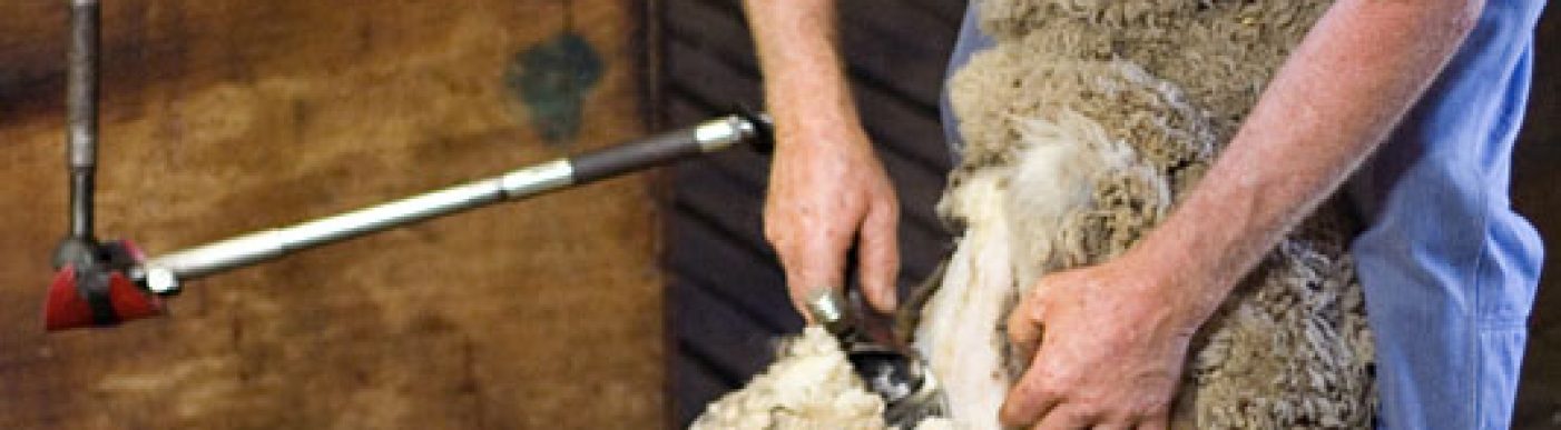 sheep being sheared