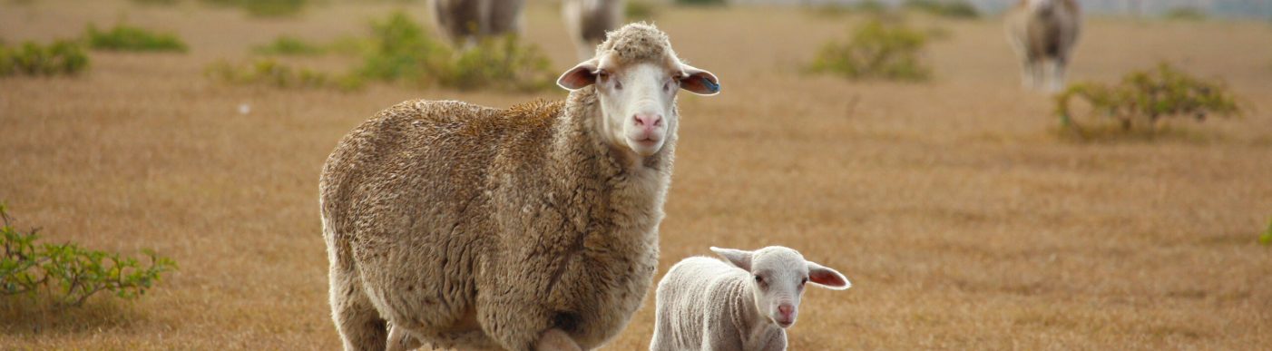 Merino,Sheep,Ewe,With,Her,Lamb,,Walking,On,A,Farm