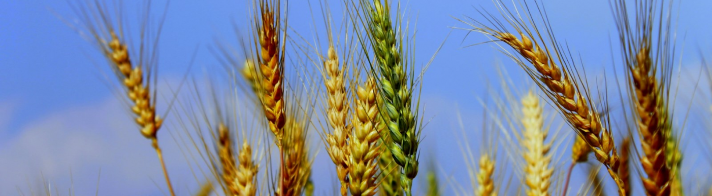 Wheat plants _ image