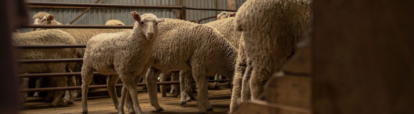 Nutrien Ag Solutions wool shearers.