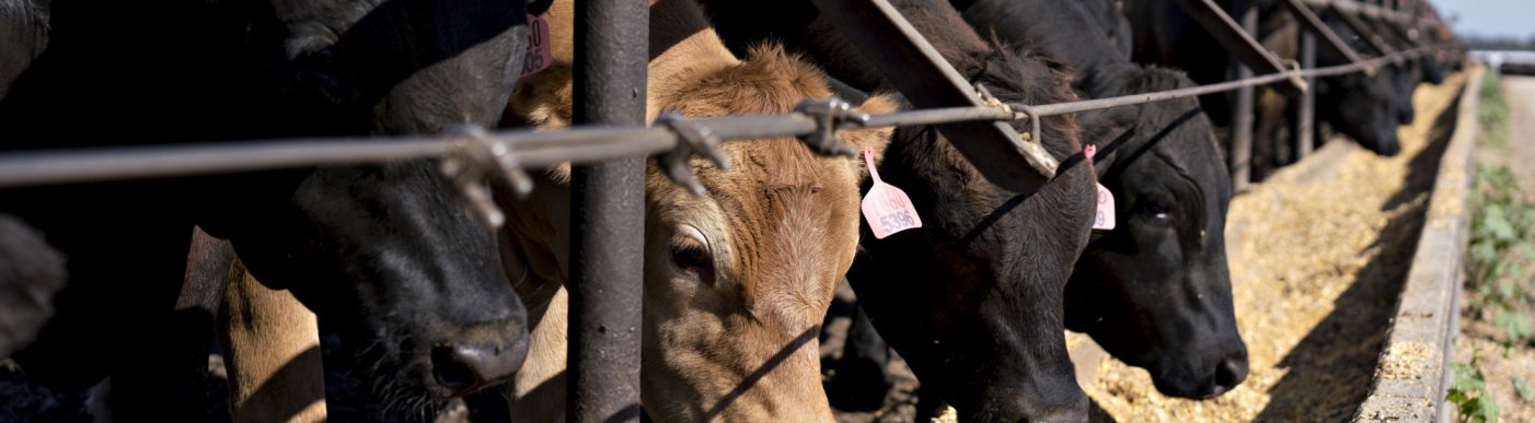 Beef cattle eat grain-based rations at a ranch