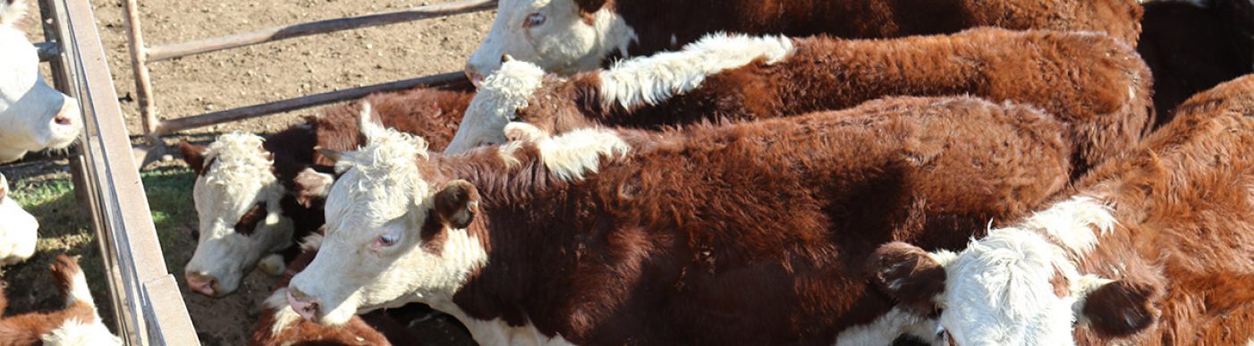 Hereford cattle in pen at yards