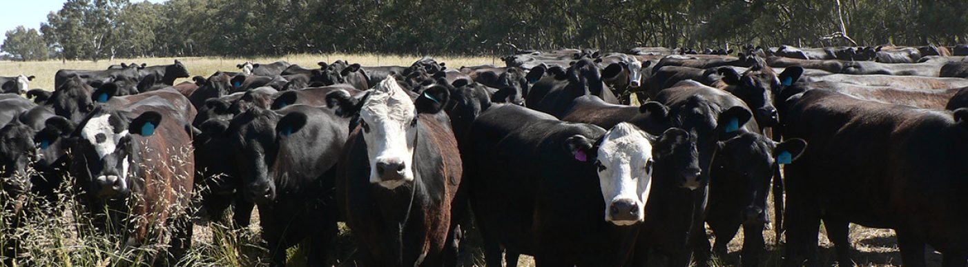 Multiple angus cattle