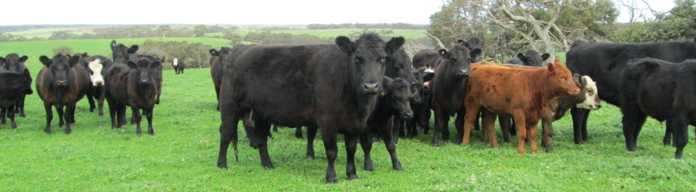 Southern cattle in paddock