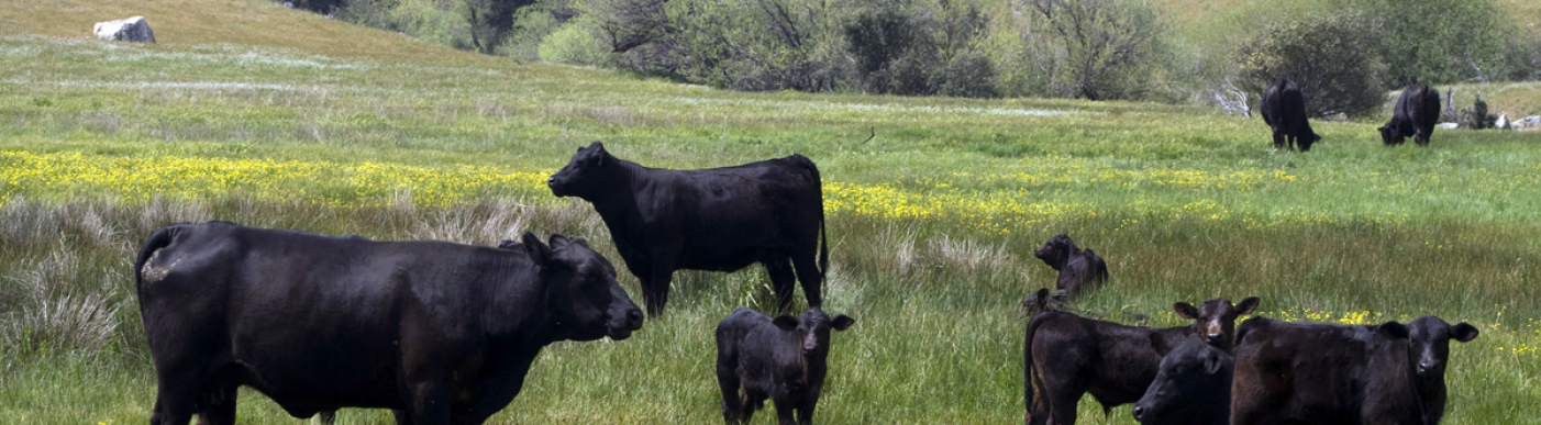 Cattle in green field