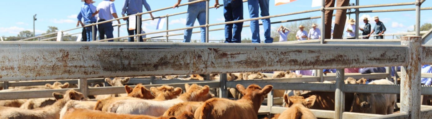 Cattle in saleyards with agents