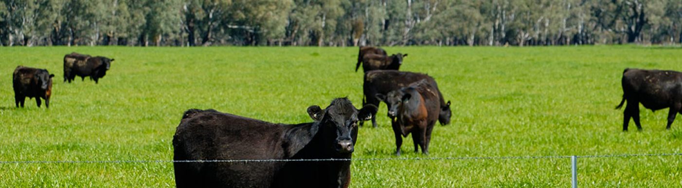 Angus cattle in green paddock