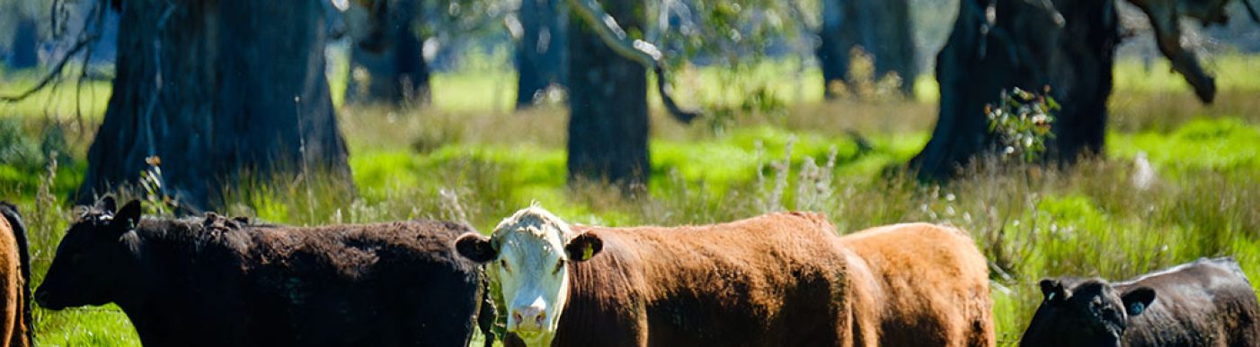 Hereford cattle in green paddock