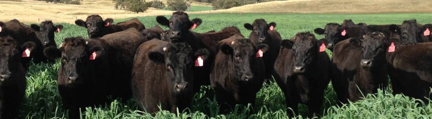 Wagyu cattle in field