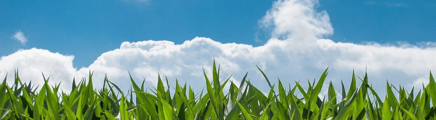 Corn crop with blue skies
