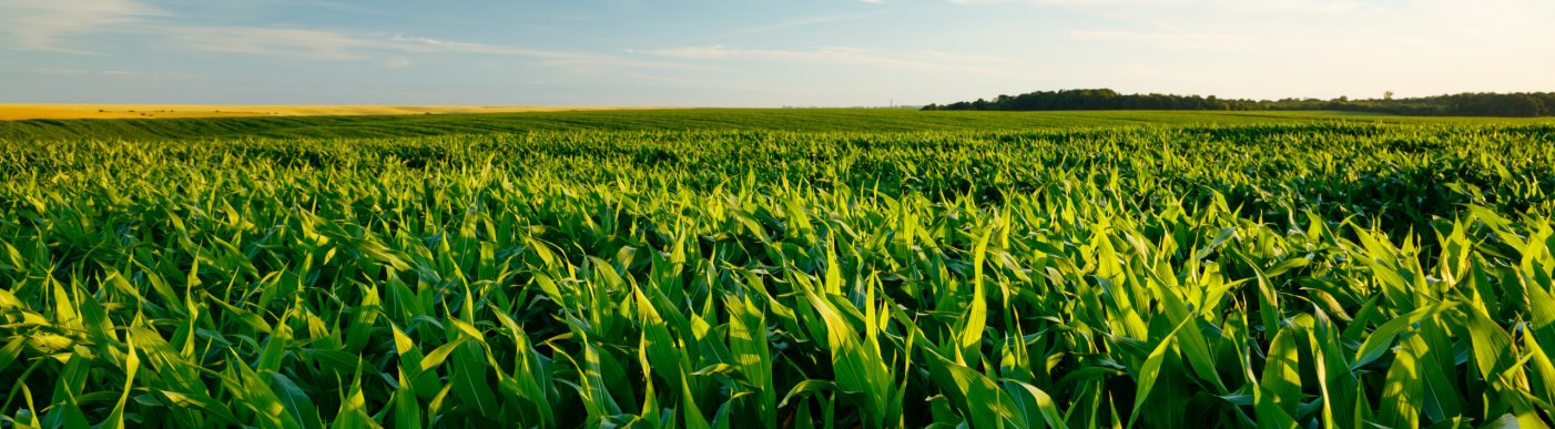 The,Agricultural,Land,Of,A,Green,Corn,Farm,With,A