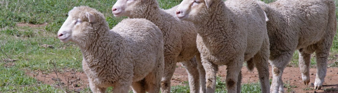4,Crossbred,Lambs,In,A,Rural,Pasture,,Soft,Focus