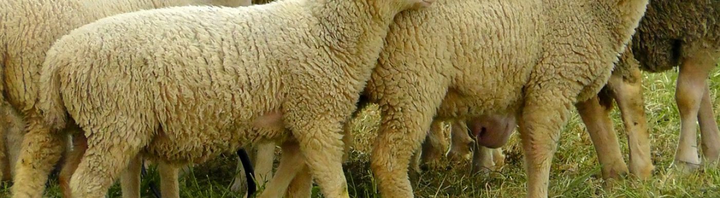 flock-of-sheep-328798_1280