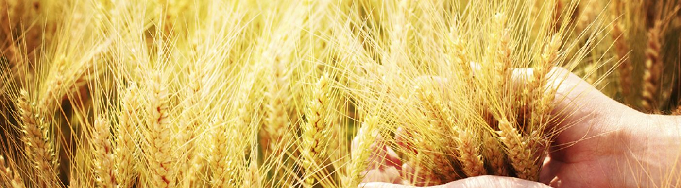 Wheat being held
