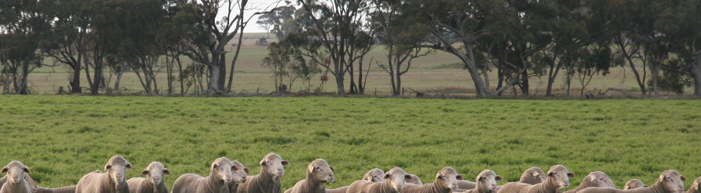 Lambs in grassy paddock