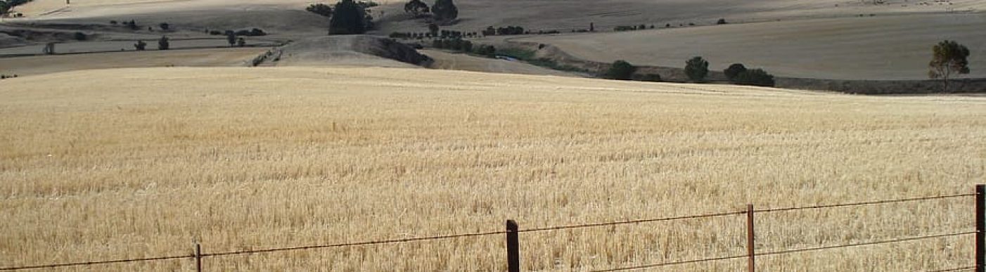 wheat paddock