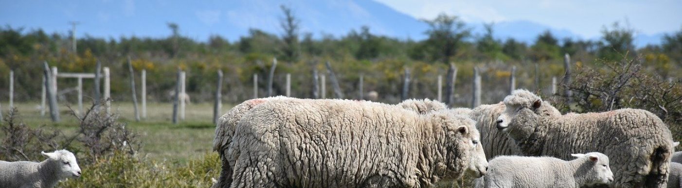 Sheep, Patagonia