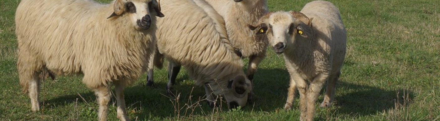 romanian sheep