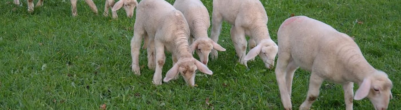 sheep-flock-of-sheep-lambs-lamb