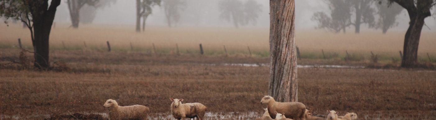 Sheep,In,Bogged,Paddock,During,The,February,2012,Floods,Near