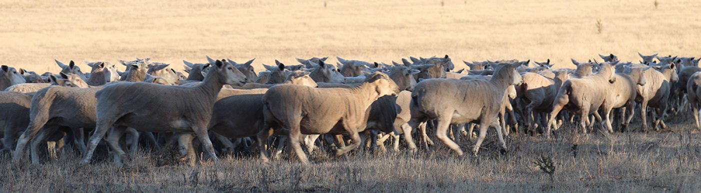 Lambs running in paddock