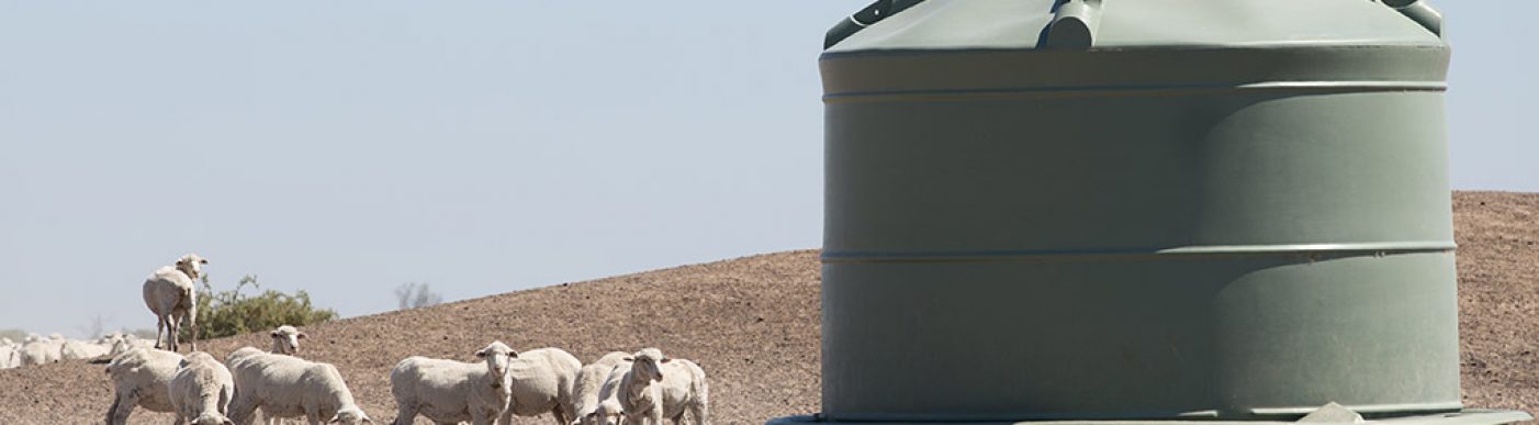 Sheep huddled near a water tank