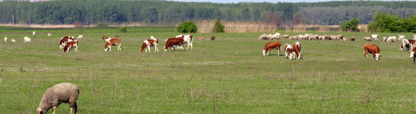 Farm,Animals,In,Pasture