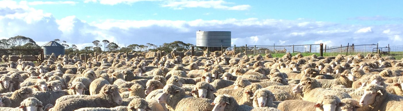 Australian,Merino,Ewes,And,Lambs,In,A,Yard.