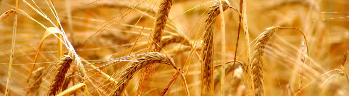 Golden,Grain,(wheat,Or,Barley),Field,Background,During,Summer,Sunset