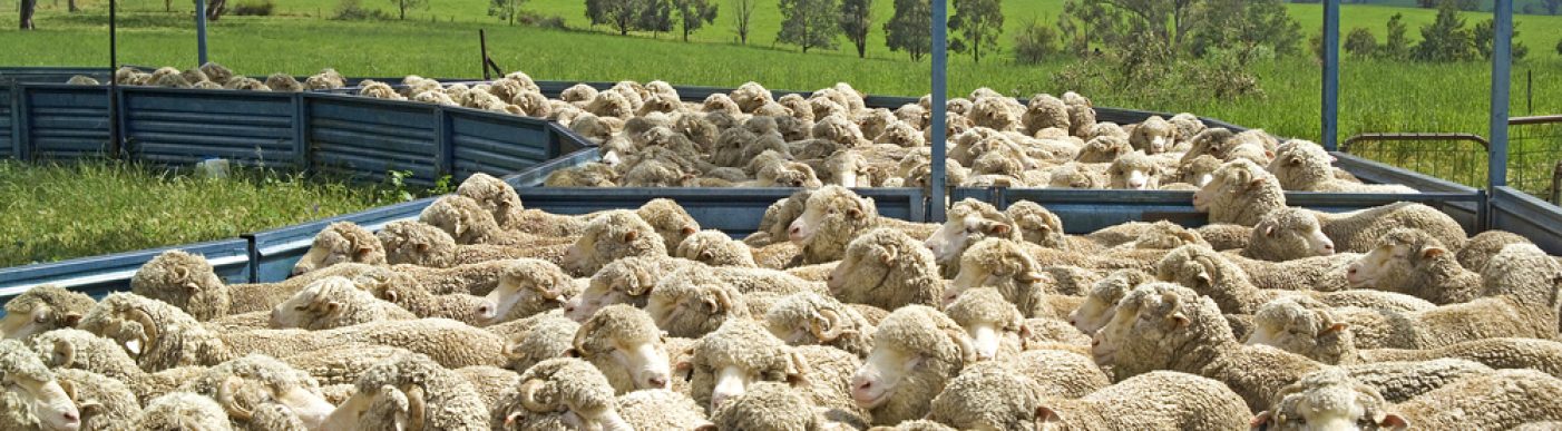 Sheep,In,Farm,Yard