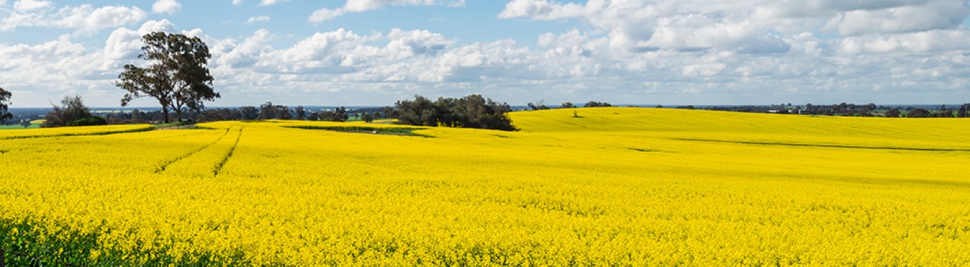 Field of Canola behind a fence line