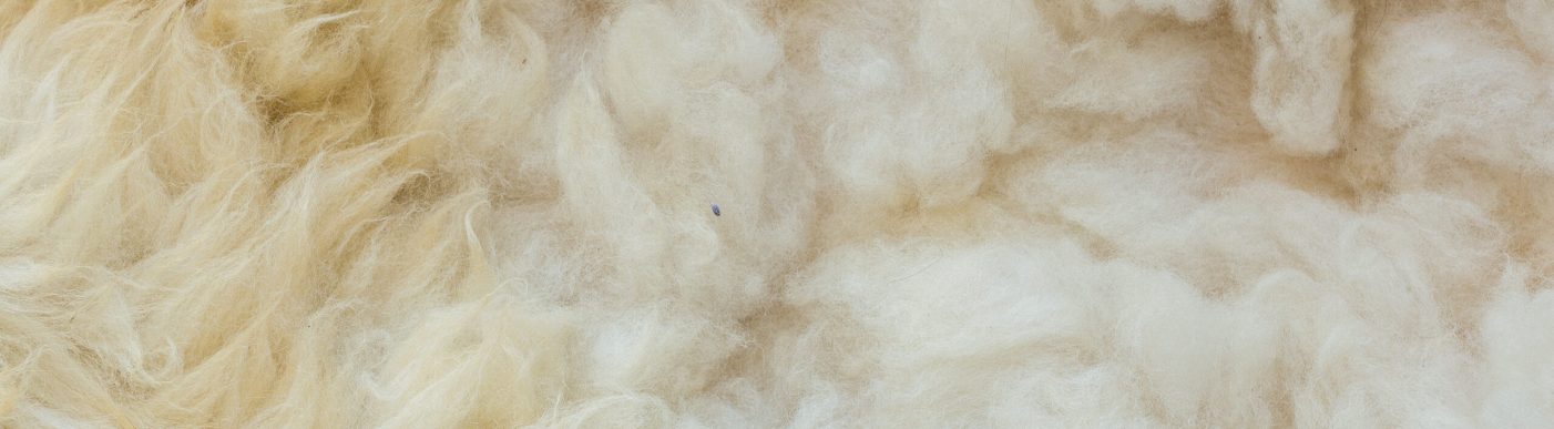 Close,Up,To,White,Sheep's,Fluffy,Wool,On,Background.