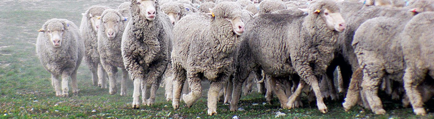 Wool sheep running in paddock