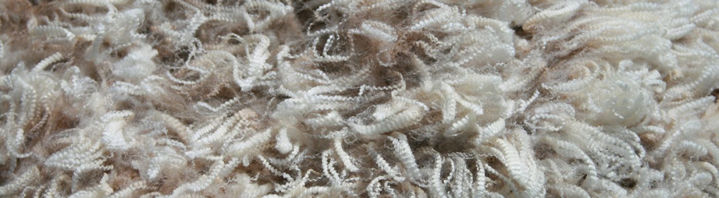 Shorn wool fibres