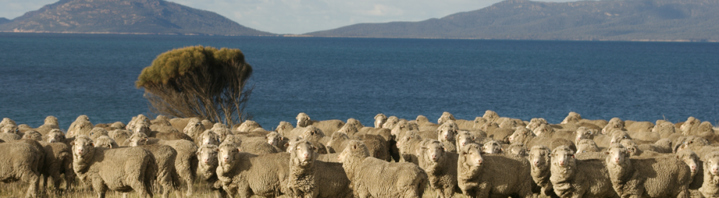 Flock of sheep by the water