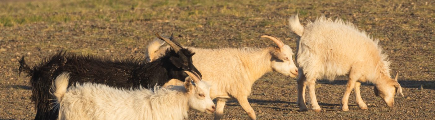 mongolia cashmere goats
